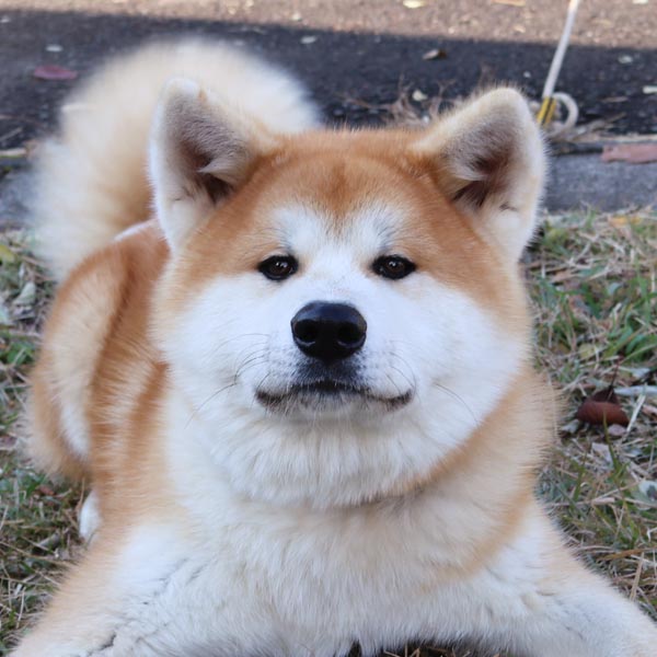 masa