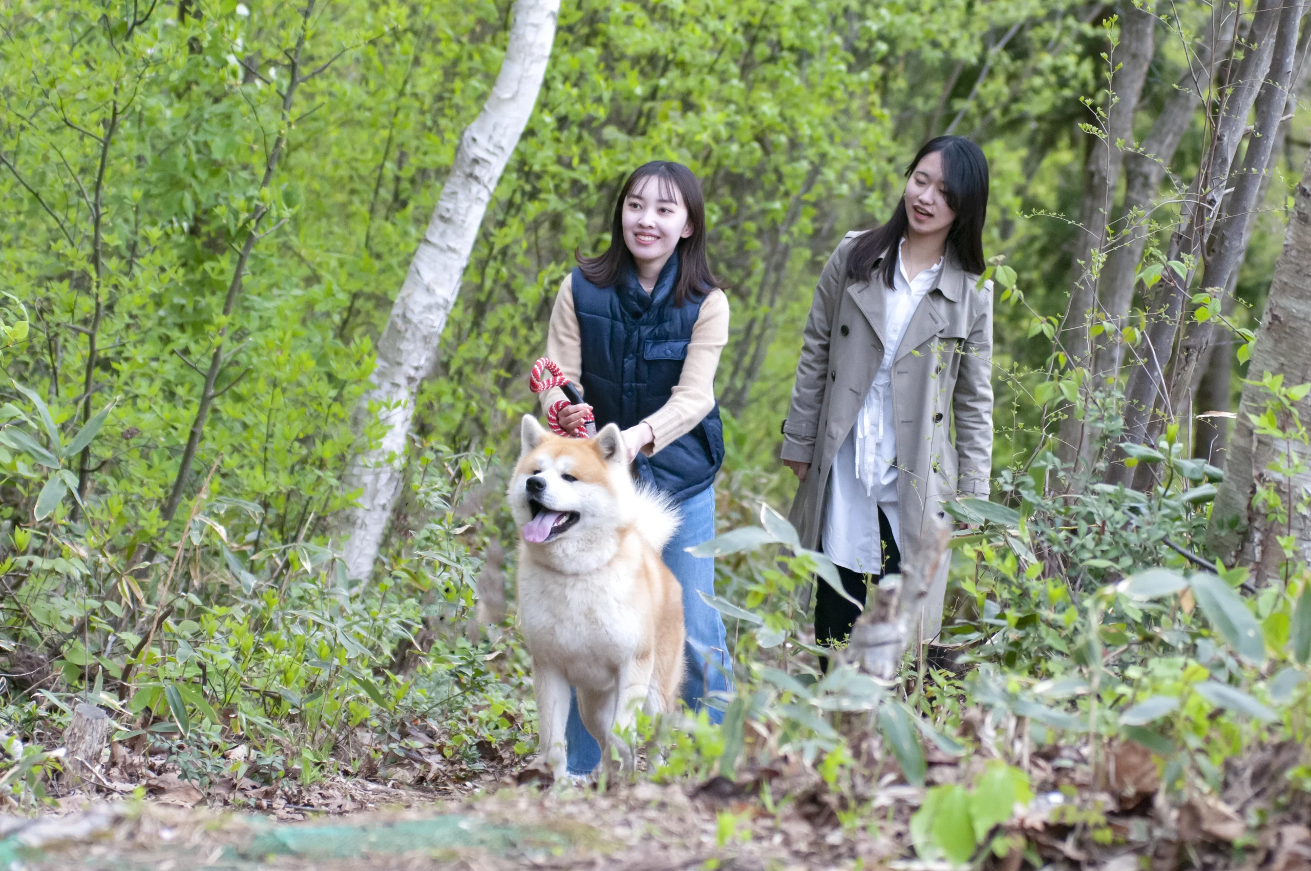 秋田犬と散歩