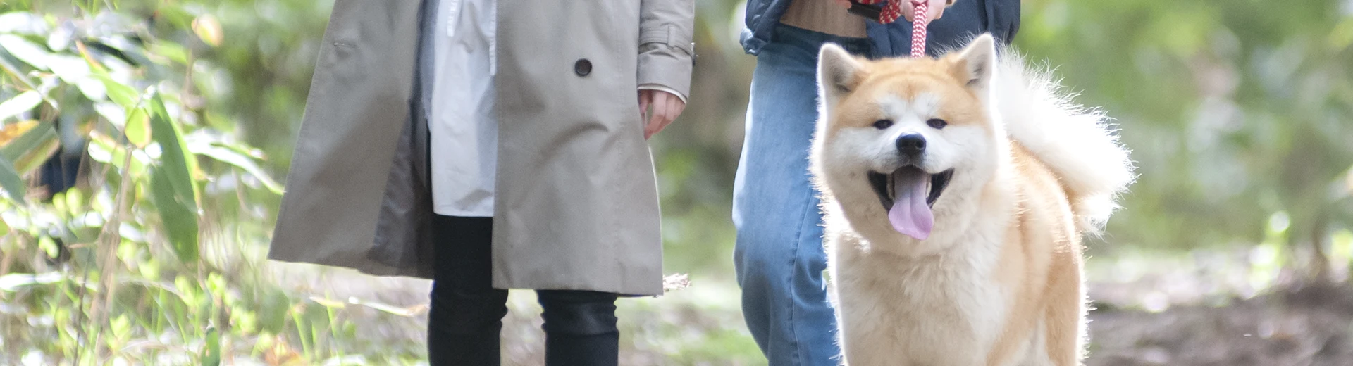 秋田犬と散歩