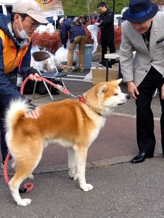 鎌倉 冷え 人気 トリートメント ベース 秋田犬